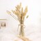 50 STEMS 15 in Rabbit Tail Dried Pampas Grass